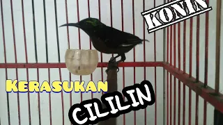 konin gacor isian cililin kapas tembak