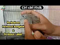 Download Lagu Perbedaan Perkutut Bangkok dan Lokal ~ @perawatanperkutut