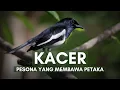 Lagu Burung Kacer: Antara Cinta dan Perburuan