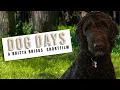 Dog Days Shortfilm