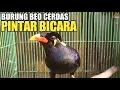 Download Lagu BURUNG BEO CERDAS DAN PINTAR BICARA !