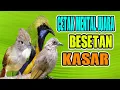 Download Lagu MASTERAN KASAR DAN ROLL TEMBAK KAPAS TEMBAK CUCAK JENGGOT CUCAK CUNGKOK  BIKIN JURI NGELIRIK