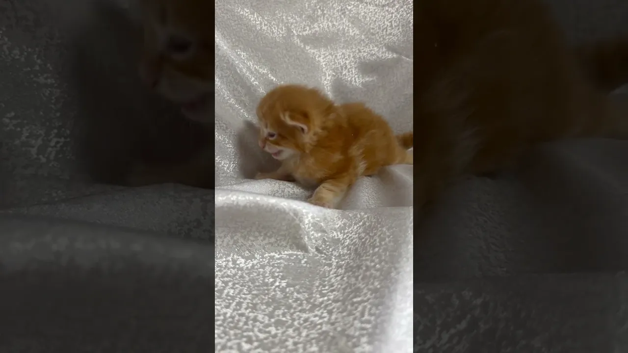 動画
