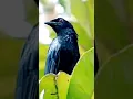 Download Lagu srigunting hitam hutan #kicaumania #srigunting #shortvideos #birdlovers
