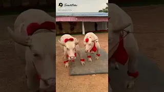 Cow Mandi 2022 Ll Cow Qurbani Special Tik Tok Video Ll It X Mandi Lover 