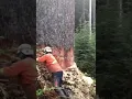 Download Lagu a clever idea to cutting down this HUGE tree 😱 #tree #short #shorts #shortvideo #shortsvideo #fypシ