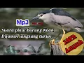 Suara Pikat burung Kowak Dijamin Ampuh 100% langsung Turun MP3