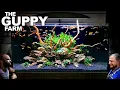 Download Lagu The Guppy Farm: EXOTIC Guppy, Island Style, All In One Aquarium (Aquascape Tutorial)