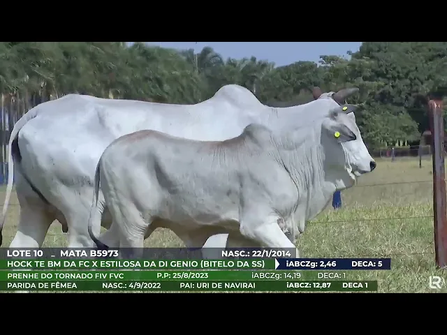 Vaca Nelore MATA-B5973
