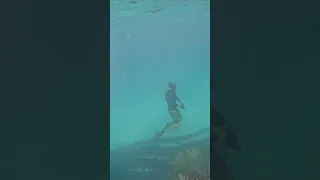 SHARK On Our 1st Dive In The Bahamas 🇧🇸 🤿🦈#shark #dive #bahamas  #sailingbyefelicia