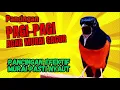 Download Lagu PANCINGAN PAGI PAGI AGAR MURAI GACOR❗ PANCINGAN EFEKTIF MURAI PASTI NYAUT❗