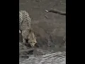 Download Lagu Nayak nahi khalnayak hun mein song | Crocodile catches cheetah