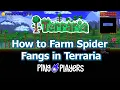 How to Farm Spider Fangs in Terraria Fast Method