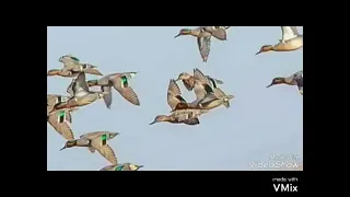 صوت طير الحر حذاف ابو زله شريشر الشتوي 