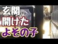 Download Lagu お前も開けるんかい！【飼い猫さん】【野良猫】