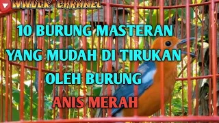 Download 10 Burung Masteran yang mudah di tirukan oleh burung ANIS MERAH MP3