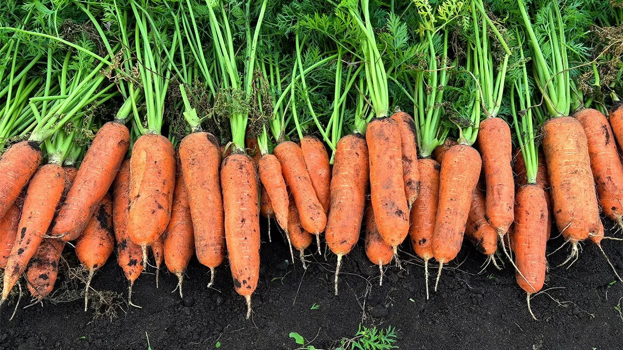 당근 토마토 건강 주스