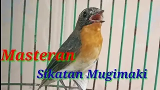 Download Masteran Mugimaki Gacor MP3