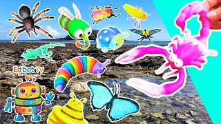 Toy Learning Fun | Kids Learn Bug Insect Names by the Island: Scorpion Praying Mantis Mosquito