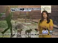 Dog Walk Forecast for April 29 - Nala Grace