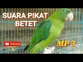 Download Lagu Betet Liar Akan Mendekat Mendengar Pancingan Betet ini