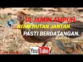Download Lagu Suara pikat ayam hutan‼️ampuh pejantan pasti berdatangan