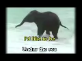 "Octopus's Garden" by the Beatles... lyrics plus Baby Elephant!