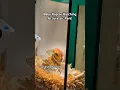Download Lagu Did you know you can watch a baby raptor hatch at Jurassic Park inside Universal?  #universal