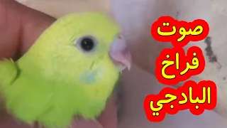 أقوى أصوات تحفيز البادجي على التزاوج! جرب صوت الفراخ وسيلاحظ الفرق فوراً