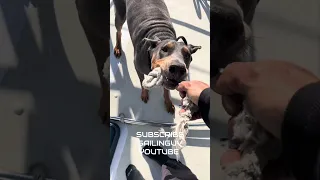Subscribe!! Sailing UV #fyp #doberman #dream #pets #sailing #vlog