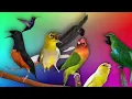 Download Lagu SUARA PIKAT SEMUA JENIS BURUNG RIBUT ~ 100% AMPUH || SUARA JERNIH DAN KUAT ANTI ZONK