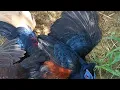 Download Lagu cek jerat // dipinggir sungai poin 1 rombongan ayam hutan sempidan kalimantan