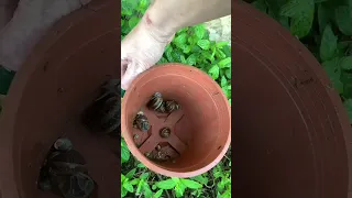  صباح الخير  الطبيعة  الهدوء  حلزون  زرع زراعة  دندنها