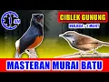 Download Lagu MASTERAN MURAI BATU - suara Ciblek Gunung Ngebren jernih keras berjeda 1 menit FULL 1 JAM