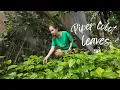 Discover Piper lolot leaves and How to Make Authentic and Delicious Grilled Piper lolot leaves Rolls