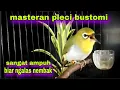 Download Lagu Masteran Pleci Bustomi Biar Gacor Ngalas Panjang + Buka Paruh
