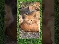 Download Lagu SUNGGUH TEGA #setori #subscribe #cat