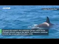 ORCAS ATACAM BARCOS DE EQUIPES DE VELA DURANTE O OCEAN RACE