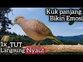 Download Lagu PERKUTUT LOKAL GACOR KUK PANJANG 1x TUT LANGSUNG NYAUT‼️AMPUH. 