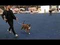 Multichampion boxer Dog of the Bay s Urban Best Working in Show