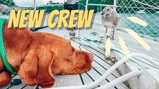 Fowey Exploration   Living on a Sail Boat S3 Ep7