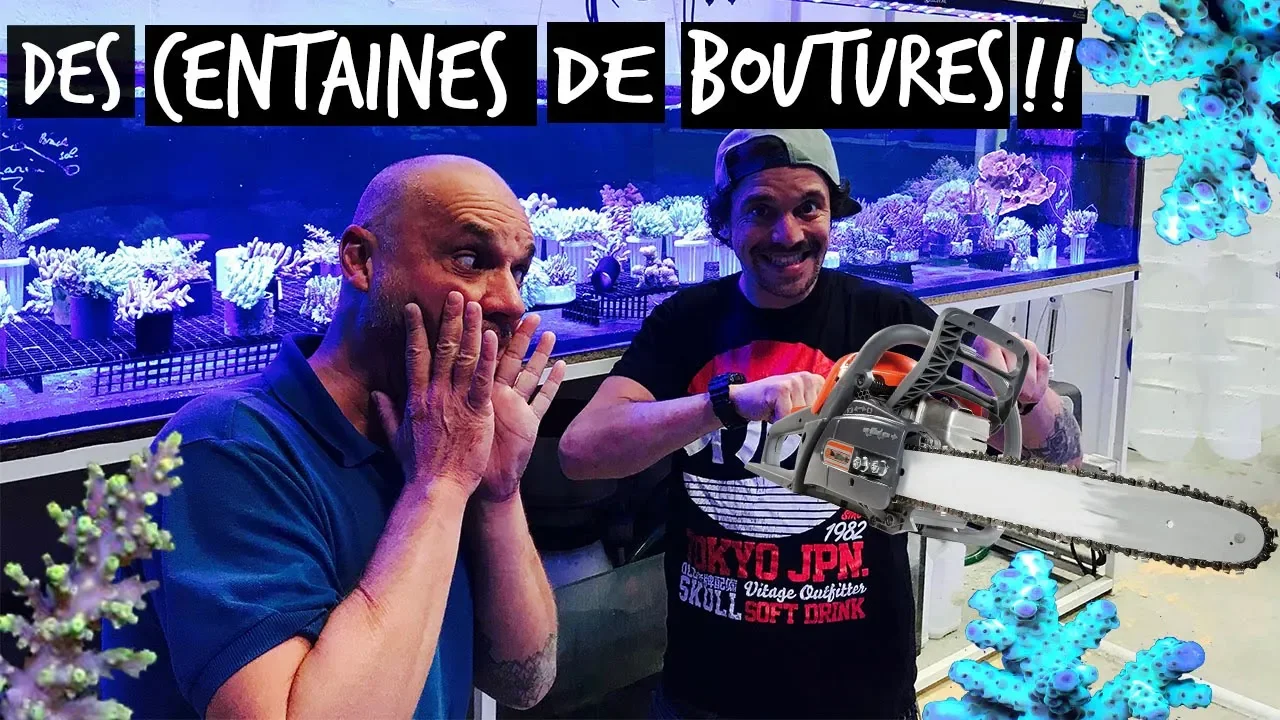 ON DÉCOUPE DES CORAUX !! TOOPET