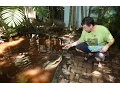Hombre de Coconut Grove no quiere que le quiten su mascota Gwendolyn un cocodrilo