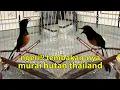 Download Lagu Ampun!! Murai Batu Hutan Thailand Sekali Nembak Bikin Lawan Down