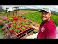 Download Lagu The BEST start on our farm 