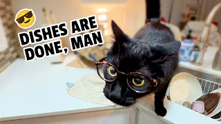 The HILARIOUS Pet Videos You Missed This Month 😹