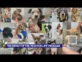 The impact of the Pets for Life program