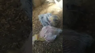 كوتره درندةكةم دوو باره بيه جويي كرد 