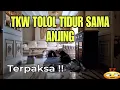 Download Lagu JADI TKW TERPAKSA TIDUR SAMA ANJING!! TETAP BERSYUKUR