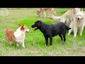 DOG TV: Best Video Anti-Anxiety for Dogs to Watch All Day No Boring - Ultimate Music for Dogs